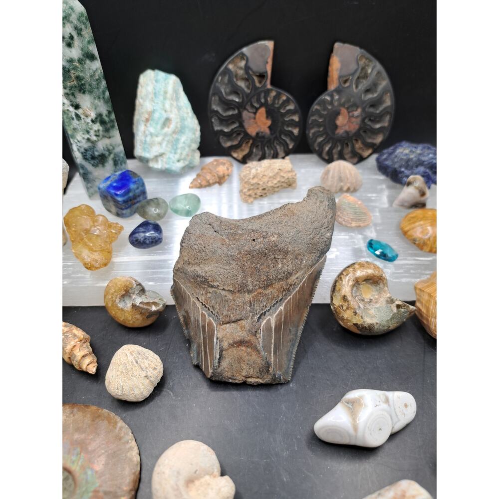 Megaladon Tooth Aquatic Bundle, Ammonites, Coral, Crinoids, Sand Dollar, Ocean J